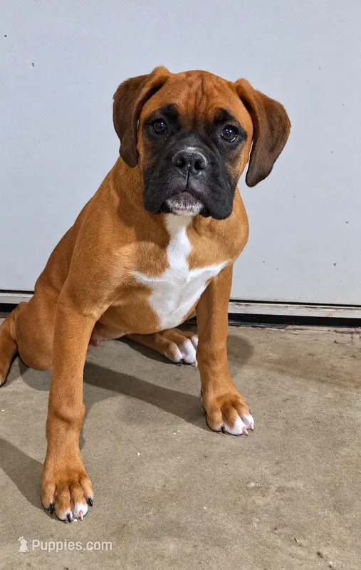 FEMALE #4 – Boxer puppy for sale in Kendall, WI