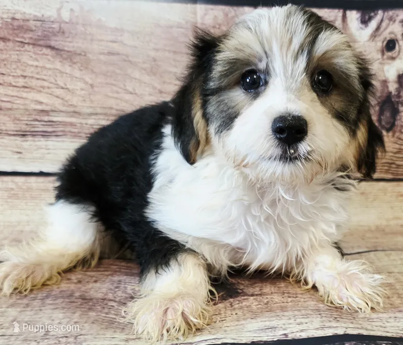 Cody – Morkie puppy on hold in Kendall, WI