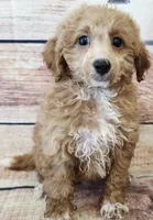 Mccoy, a male Poodle - Toy  for sale in Kendall, WI – 1 of 1
