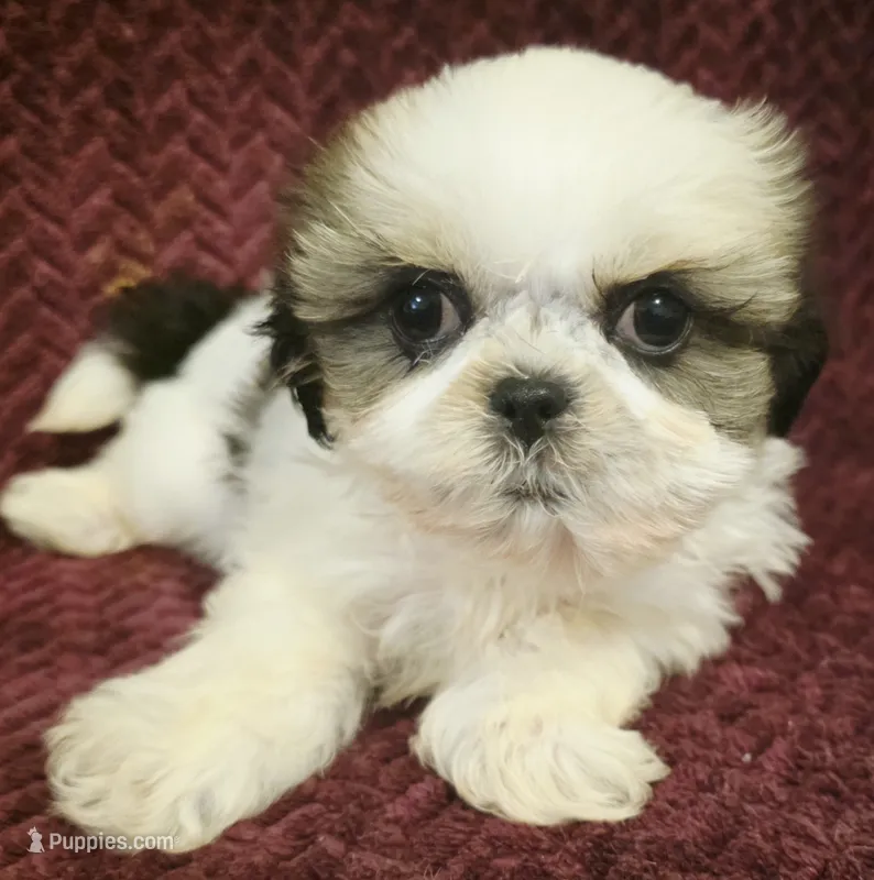 Ace – Shih Tzu puppy for sale in Kendall, WI