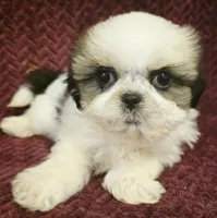 Ace, a male Shih Tzu for sale in Kendall, WI – 1 of 1