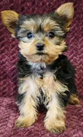 Carter , a male Yorkshire Terrier for sale in Kendall, WI – 1 of 1