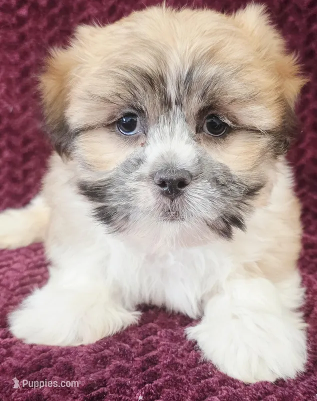 Cash – Shih Tzu puppy for sale in Kendall, WI