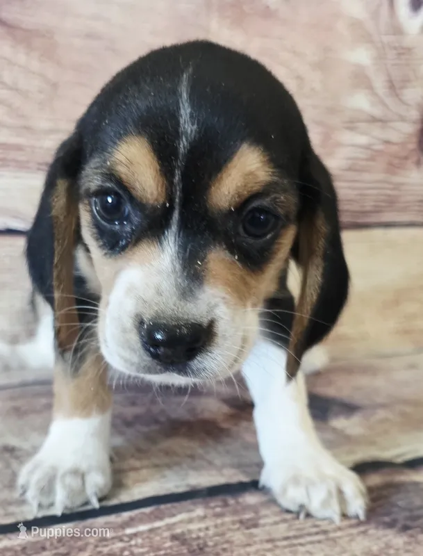 Mini – Beagle puppy for sale in Kendall, WI
