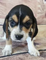 Mini, a female Beagle for sale in Kendall, WI – 1 of 1