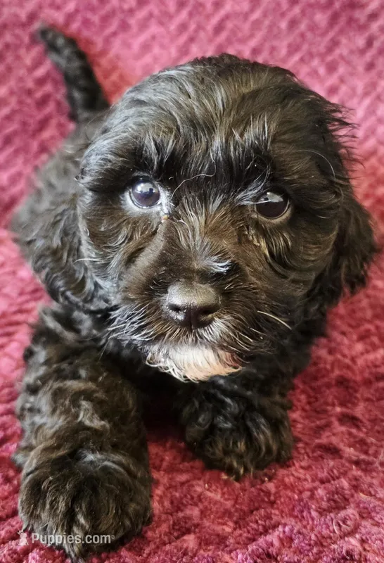 Mindy – Cavapoo puppy for sale in Kendall, WI