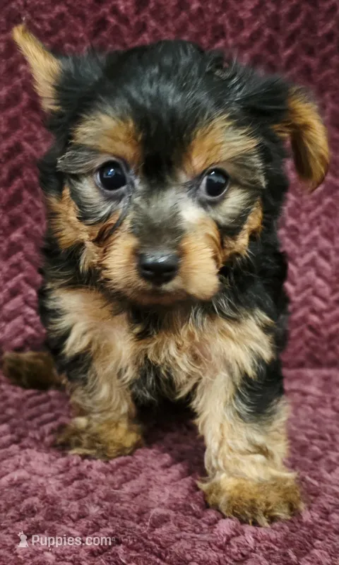 Freddy – Yorkshire Terrier puppy on hold in Kendall, WI