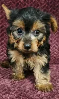 Freddy, a male Yorkshire Terrier for sale in Kendall, WI – 1 of 1