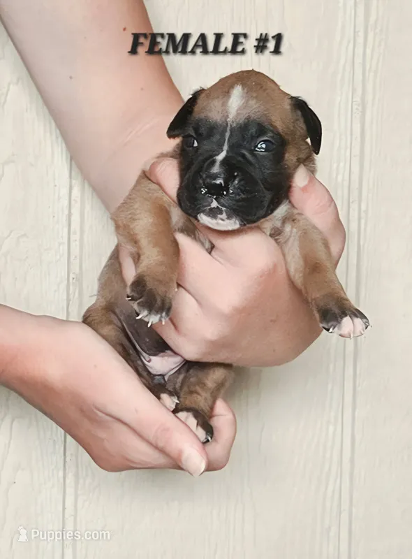 FEMALE #1 – Boxer puppy for sale in Kendall, WI