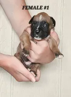 FEMALE #1, a female Boxer for sale in Kendall, WI – 1 of 3