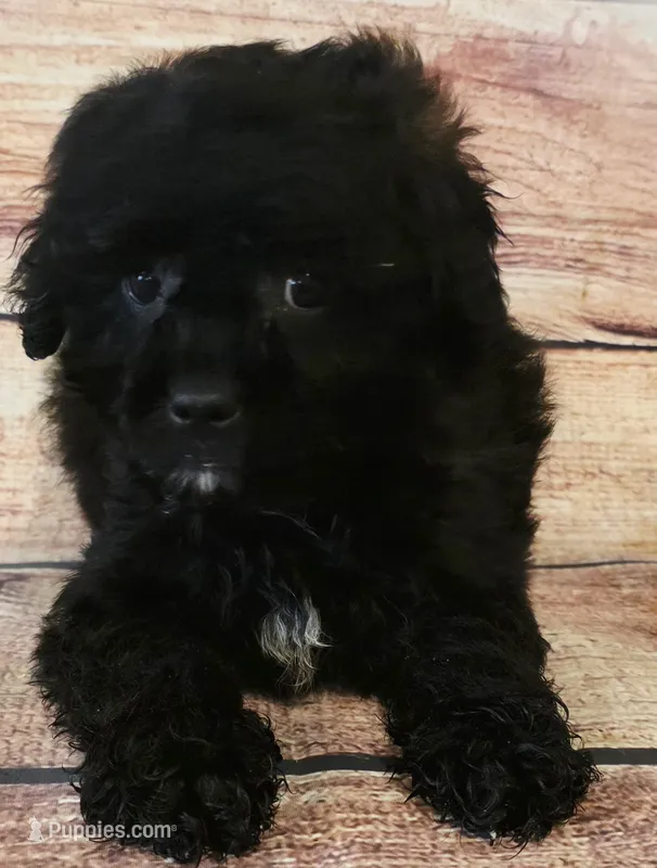 Buddy – Shihpoo puppy for sale in Kendall, WI