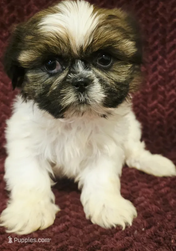 Peanut – Shih Tzu puppy for sale in Kendall, WI