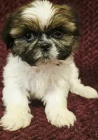 Peanut, a male Shih Tzu for sale in Kendall, WI – 1 of 1