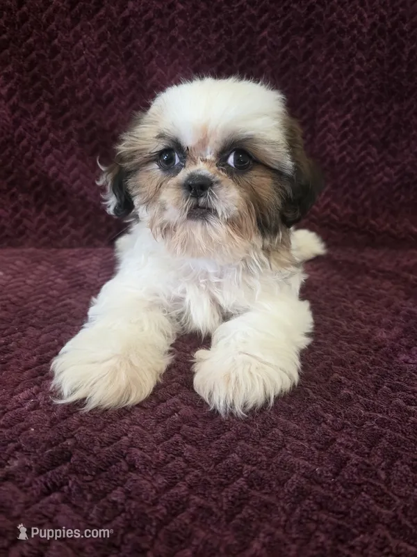 Bella – Shih Tzu puppy on hold in Kendall, WI