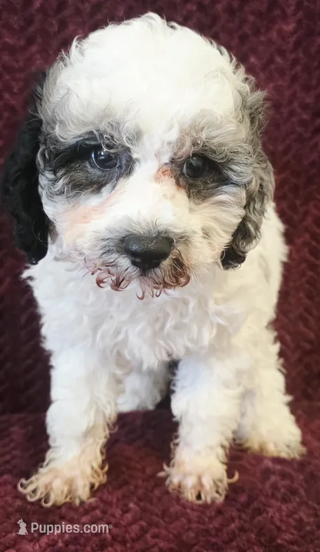 Marvel  – Poodle - Toy  puppy for sale in Kendall, WI