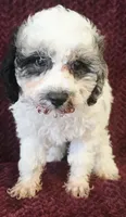 Marvel , a male Poodle - Toy  for sale in Kendall, WI – 1 of 1