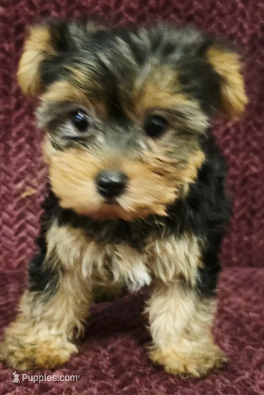 Cash – Yorkshire Terrier puppy on hold in Kendall, WI