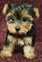 Cash, a male Yorkshire Terrier for sale in Kendall, WI – 1 of 1