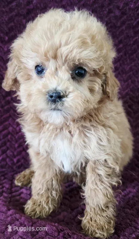 Baby – Goldendoodle puppy for sale in Kendall, WI