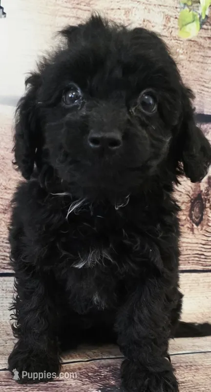 Baker – Shihpoo puppy for sale in Kendall, WI