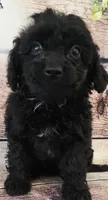 Baker, a male Shihpoo for sale in Kendall, WI – 1 of 1