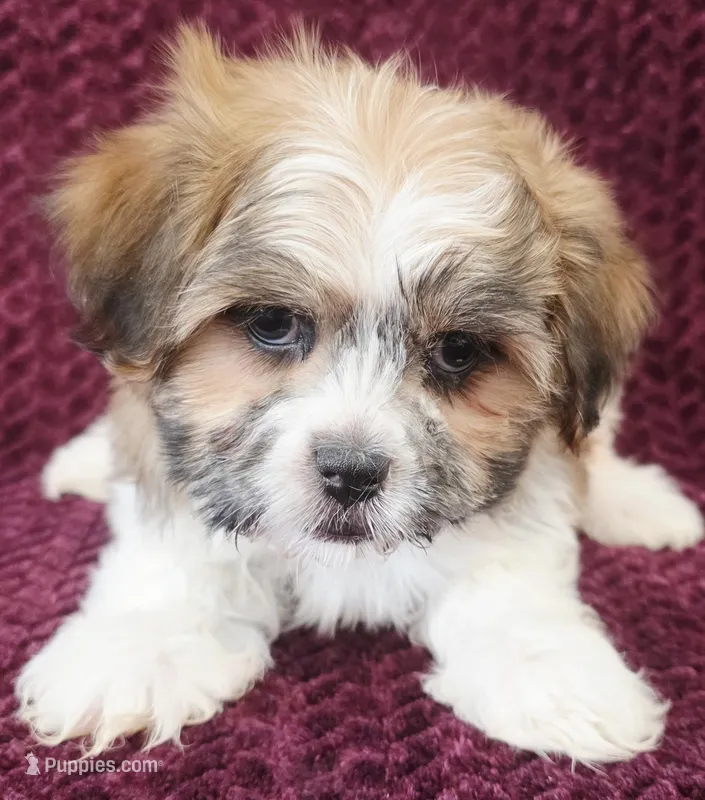Cody – Shih Tzu puppy on hold in Kendall, WI
