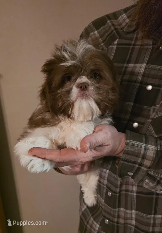 Marie  – Shih Tzu puppy for sale in Kendall, WI