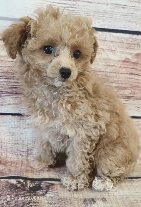 Baby – Poodle - Toy  puppy for sale in Kendall, WI