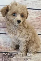 Baby, a female Poodle - Toy  for sale in Kendall, WI – 1 of 1
