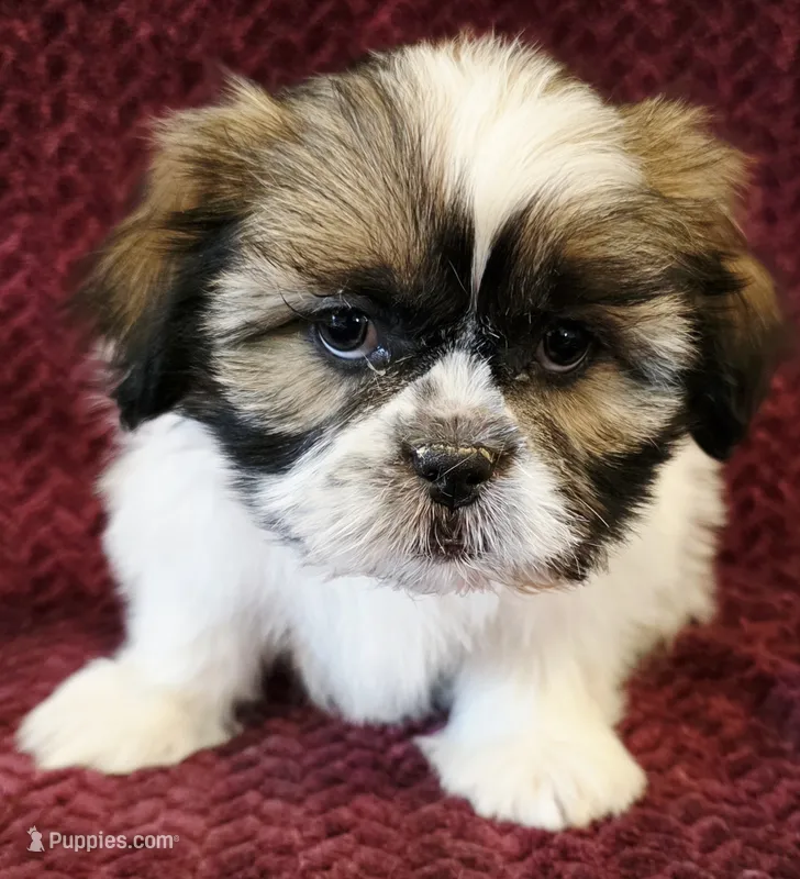 Cash – Shih Tzu puppy for sale in Kendall, WI