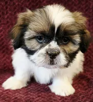 Cash, a male Shih Tzu for sale in Kendall, WI – 1 of 1