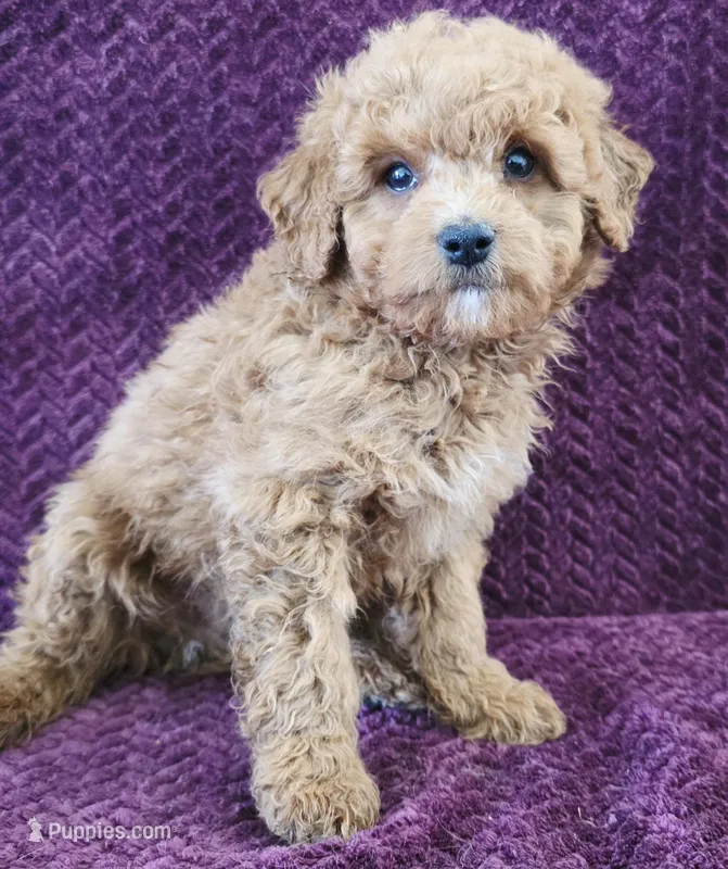 Billy – Goldendoodle puppy for sale in Kendall, WI