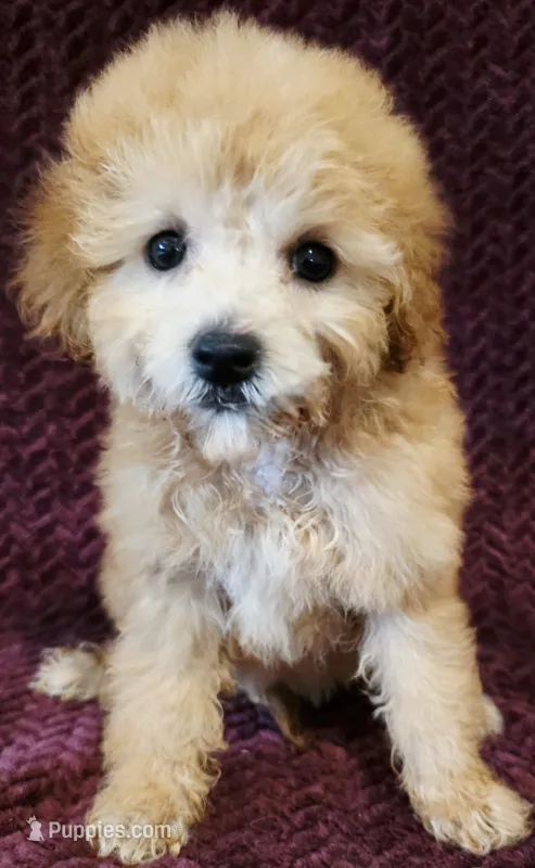 Kelsi – Goldendoodle puppy for sale in Kendall, WI