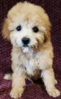 Kelsi, a female Goldendoodle for sale in Kendall, WI – 1 of 1