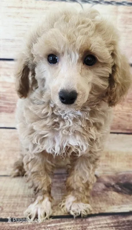 Hudson – Poodle - Toy  puppy for sale in Kendall, WI