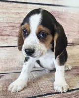 Cody, a male Beagle for sale in Kendall, WI – 1 of 1