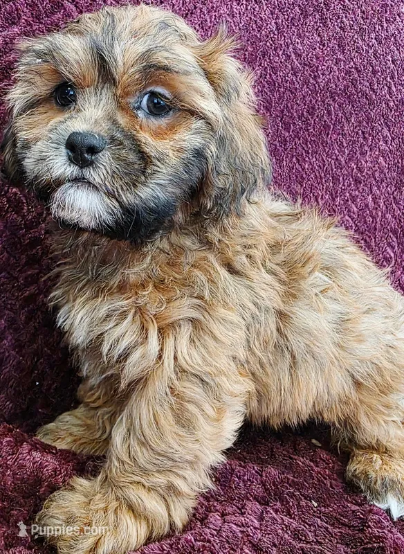 Rubble – Shihpoo puppy for sale in Kendall, WI