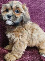 Rubble, a male Shihpoo for sale in Kendall, WI – 1 of 1