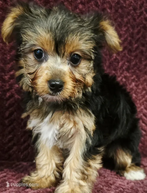Jewel – Yorkshire Terrier puppy on hold in Kendall, WI