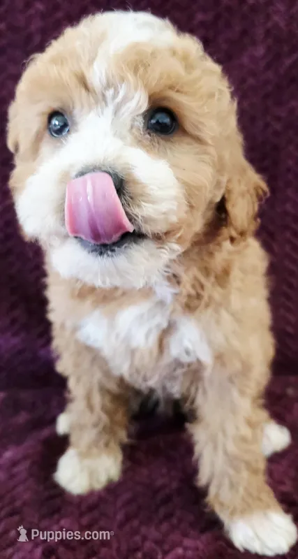 Bentley  – Goldendoodle puppy for sale in Kendall, WI