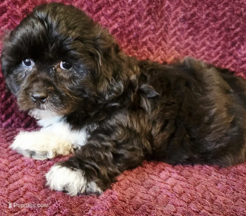 Cooper – Shichon puppy for sale in Kendall, WI