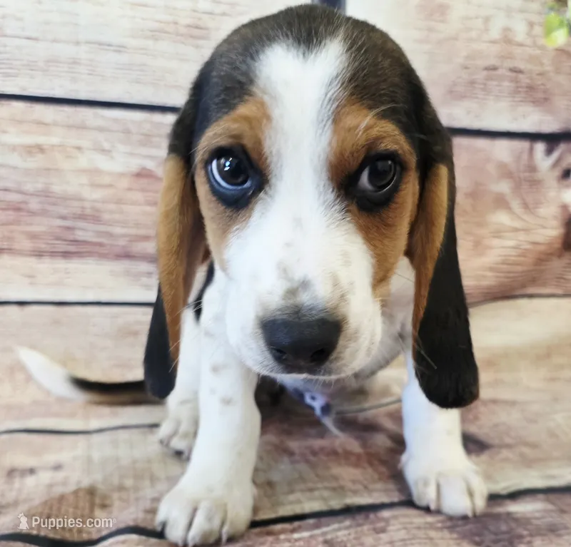 Bobby – Beagle puppy for sale in Kendall, WI