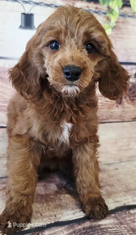 Loretta – Poodle - Toy , Cockalier puppy for sale in Kendall, WI