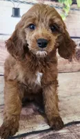 Loretta, a female Poodle - Toy  and Cockalier for sale in Kendall, WI – 1 of 1