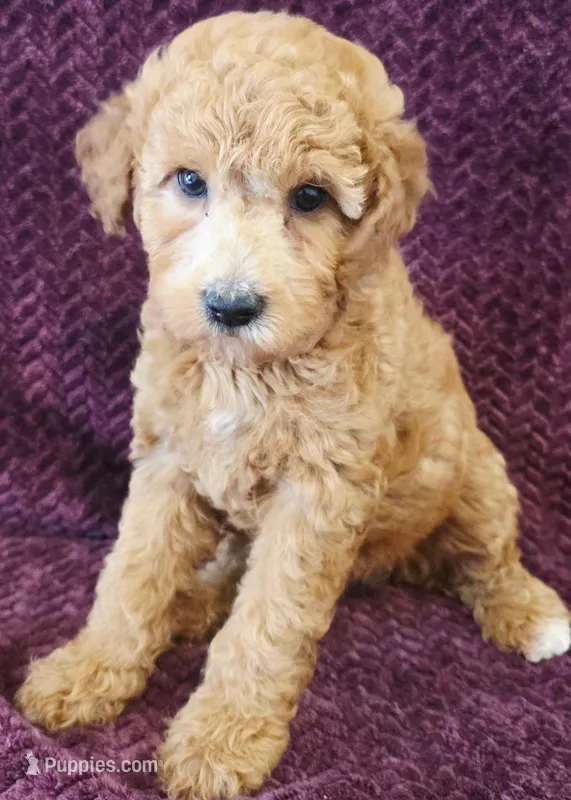 Baby – Goldendoodle puppy for sale in Kendall, WI