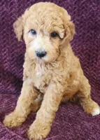 Baby, a female Goldendoodle for sale in Kendall, WI – 1 of 1