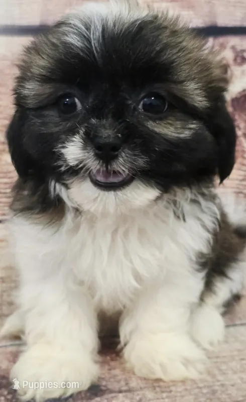 Lily  – Shih Tzu puppy for sale in Kendall, WI