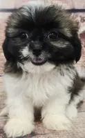 Lily , a female Shih Tzu for sale in Kendall, WI – 1 of 1