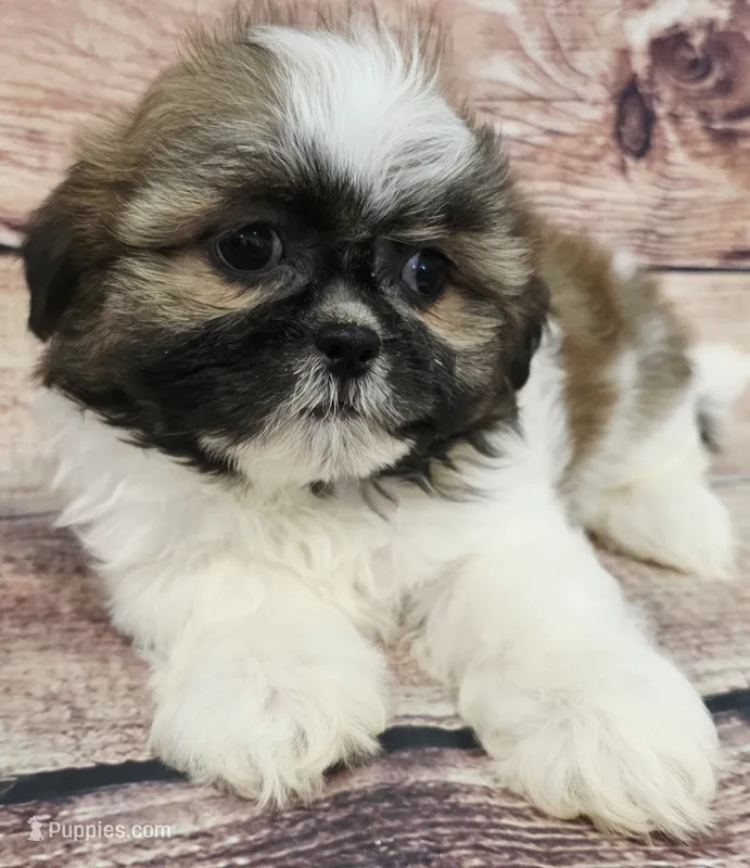 Peanut – Shih Tzu puppy for sale in Kendall, WI