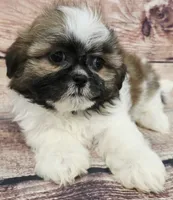 Peanut, a female Shih Tzu for sale in Kendall, WI – 1 of 1